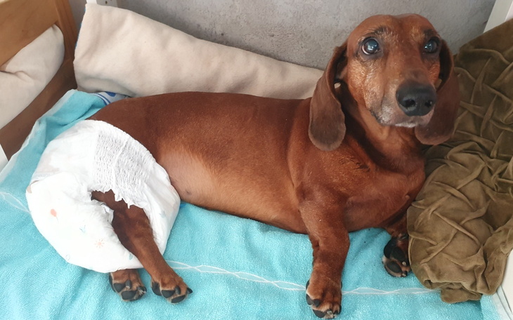 Pies w pieluchach, leżący na poduszce.