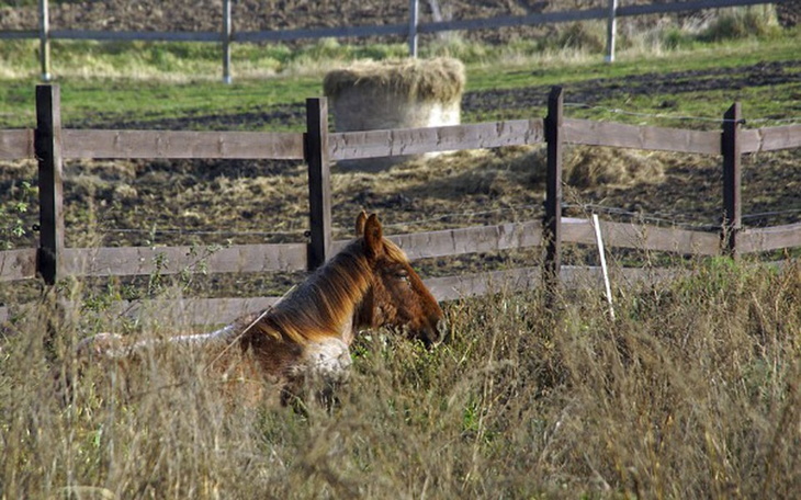 Zbiórka Wyrwana spod noża - zdjęcie główne
