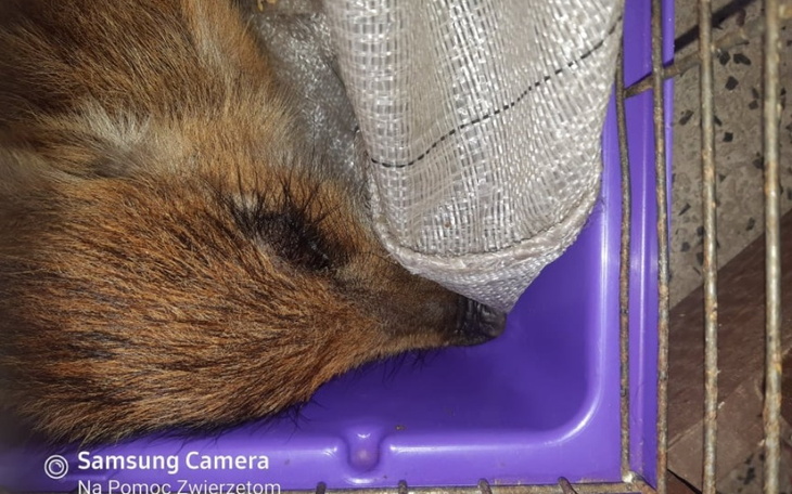 Zbiórka Ostatnia deska ratunku dla nas - zdjęcie główne