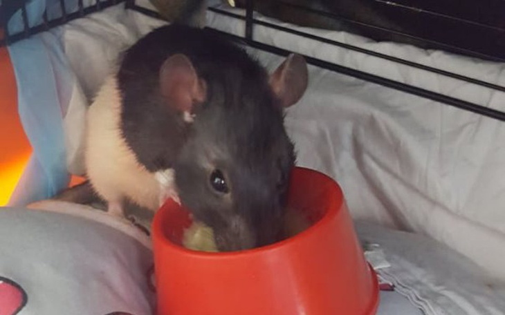 Zbiórka Czerwiec w "Willi Szczurnej" - zdjęcie główne