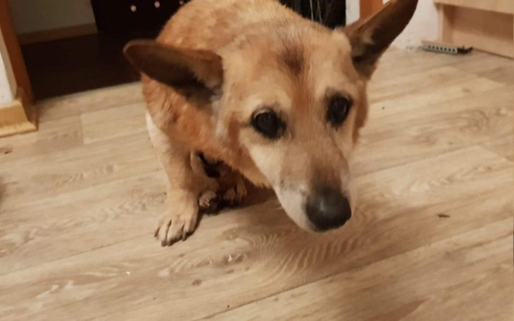 Zbiórka 20-letni Bethoven też chce  żyć - zdjęcie główne