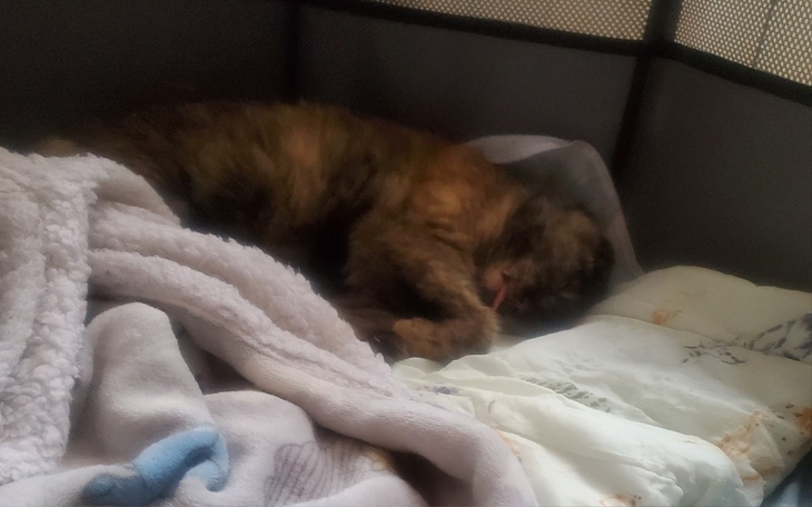 Śpiący kot w wygodnym miejscu z kocem.