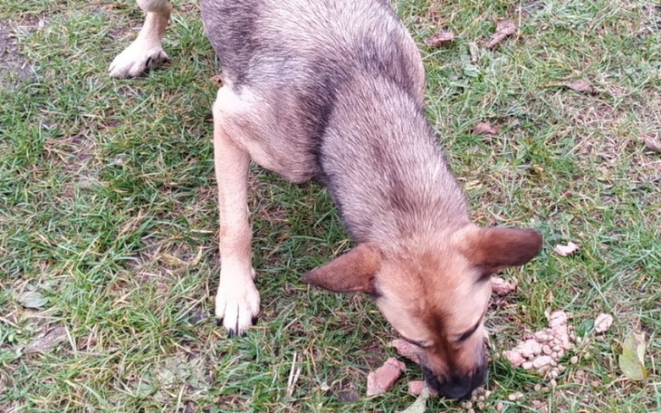 Zbiórka Na transport dla dwóch biedaków - zdjęcie główne