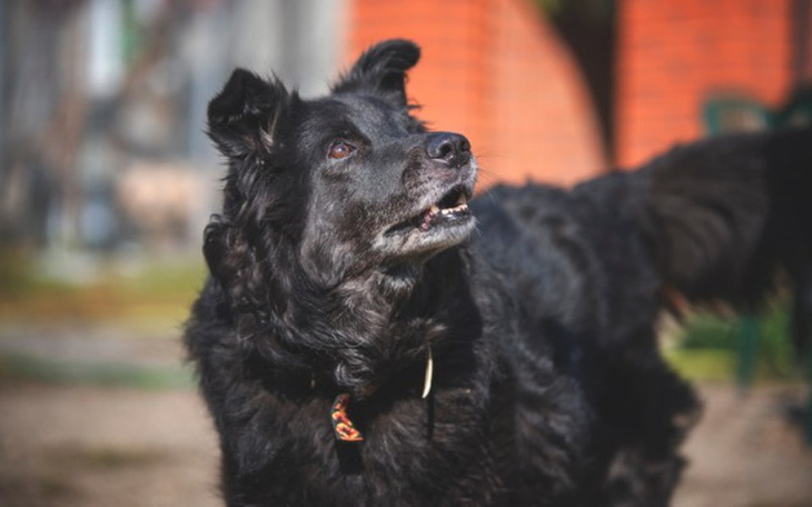 Zbiórka Leczenie Miśki - zdjęcie główne