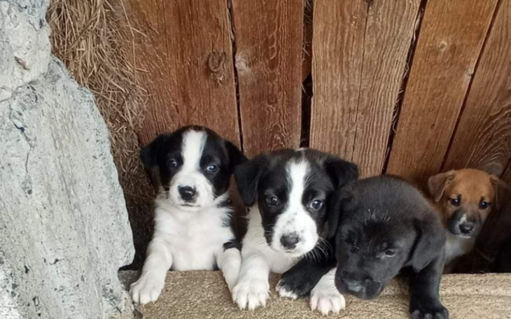 Zbiórka Maluszki w pustostanie - zdjęcie główne