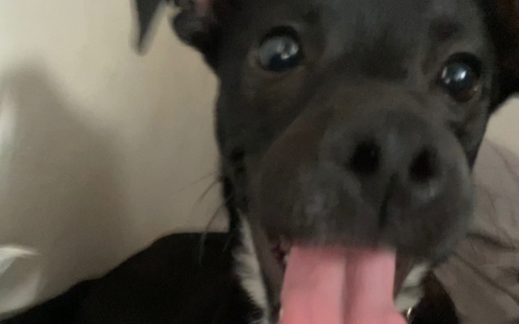 Zbiórka zbiórka na operację łapki Figa - zdjęcie główne