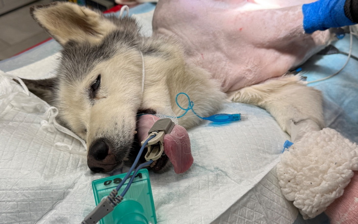 Pies w szpitalu weterynaryjnym, leżący na stole operacyjnym.