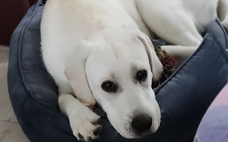 Zbiórka Chcę wynająć mieszkanie - zdjęcie główne