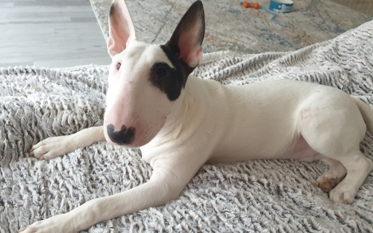 Zbiórka Na operacje Rekinka - zdjęcie główne