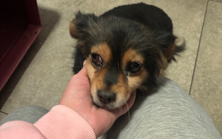 Zbiórka Psięty mikołaj - zdjęcie główne