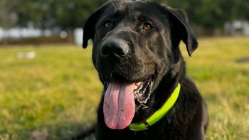 Zbiórka Zizu- nowe życie - miniaturka zdjęcia
