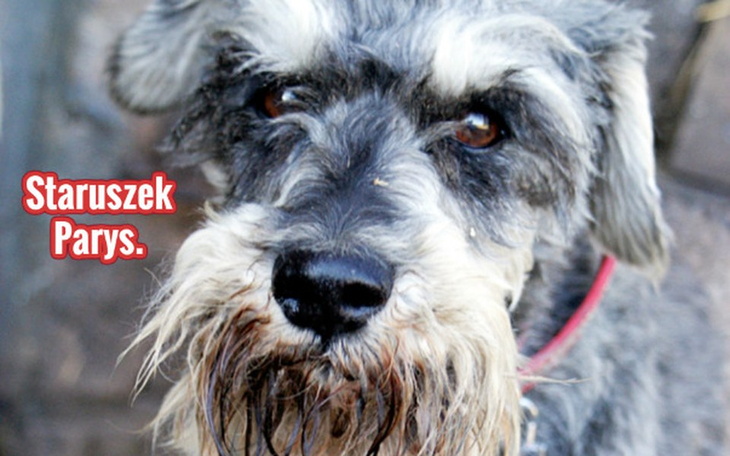 Zbiórka Staruszek Parys. - zdjęcie główne