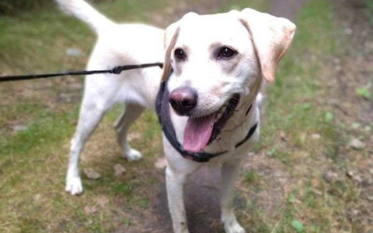 Zbiórka Chciałabym normalnie żyć-SUZI - zdjęcie główne