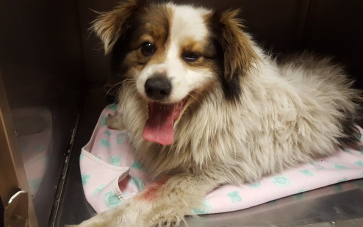 Zbiórka Biały MIŚ-czy wywalczy życie?[*] - zdjęcie główne