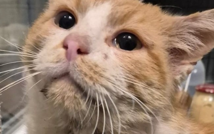 Kot o pomarańczowym futrze, patrzący z ciekawością.