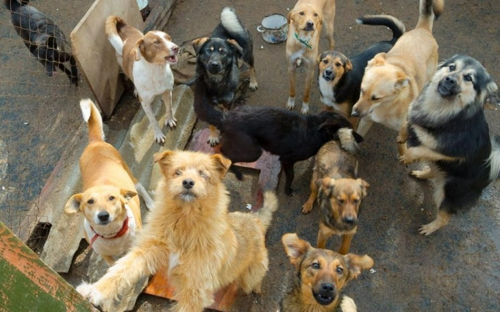 Grupa psów w schronisku, czekających na adopcję.