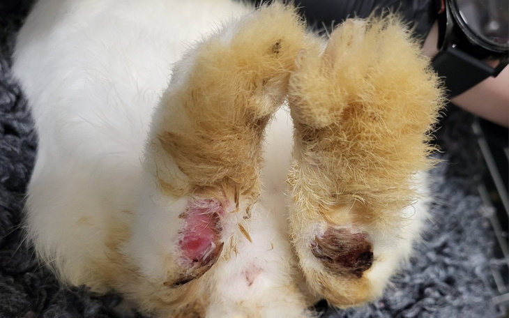 Słodkie łapki kota z widocznymi ranami.