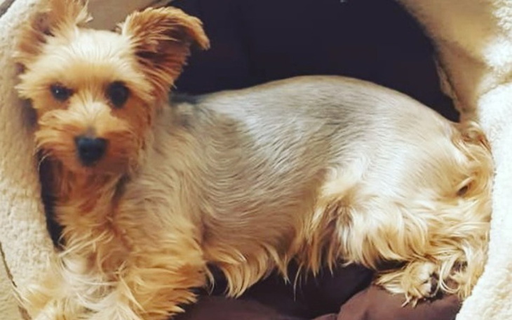 Zbiórka Dla naszej BELLI 🐶❤🐾 - zdjęcie główne