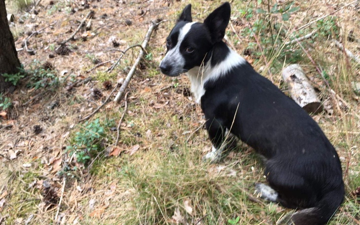 Zbiórka Na transport dla bezdomnego psa - zdjęcie główne
