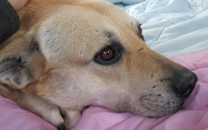 Zbiórka Operacja Bazyla - zdjęcie główne