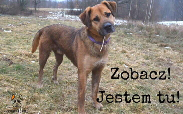 Zbiórka Leo zbiera na hotelik - zdjęcie główne