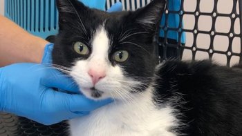 Zbiórka Pędzel - miniaturka zdjęcia