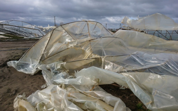 Zbiórka Odbudowa plantacji po wichurze - zdjęcie główne