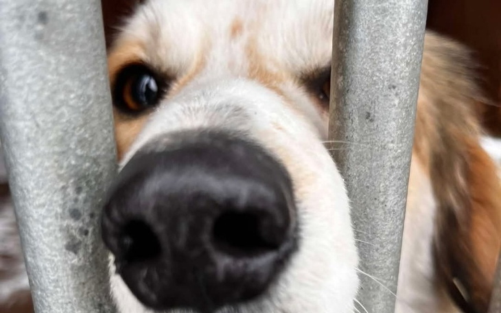 Zbliżenie na nos psa, patrzącego przez pręty.