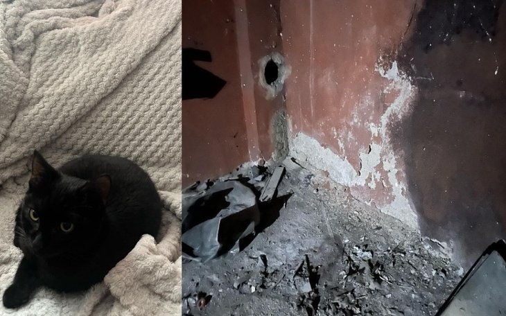 Czarny kot na kocu obok zniszczonej ściany.