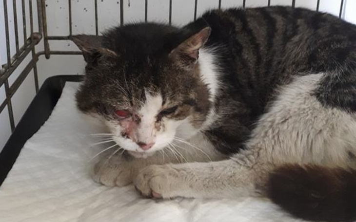 Zbiórka Na oczko dla kotka - zdjęcie główne