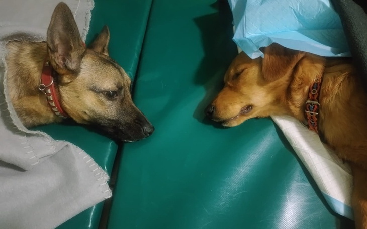 Zbiórka Urodzinowa zbiórka Joanny Bator - zdjęcie główne