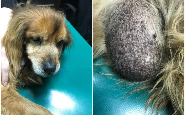 Zbiórka Starość, samotność i ogromny guz - zdjęcie główne