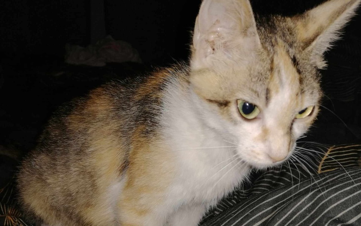 Zbiórka Mała Pysia potrzebuje leczenia - zdjęcie główne