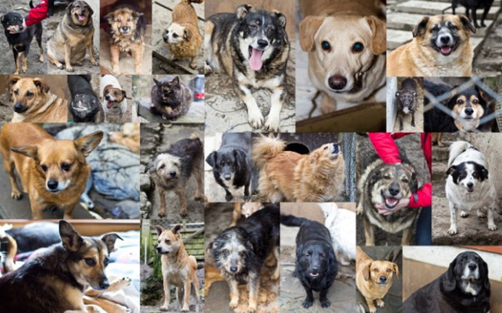 Grupa psów w schronisku, czekających na adopcję.