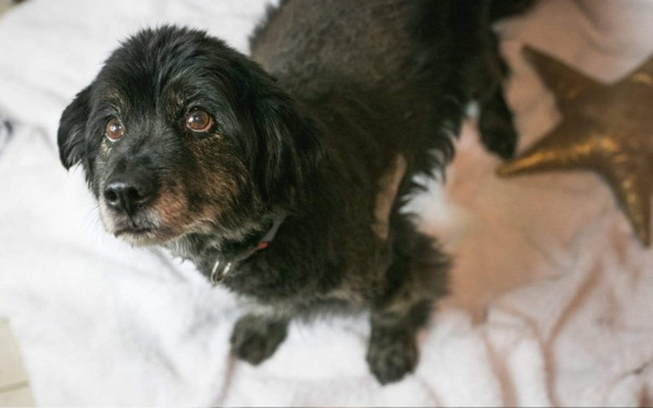 Zbiórka Czaruś bez operacji nie przeżyje - zdjęcie główne