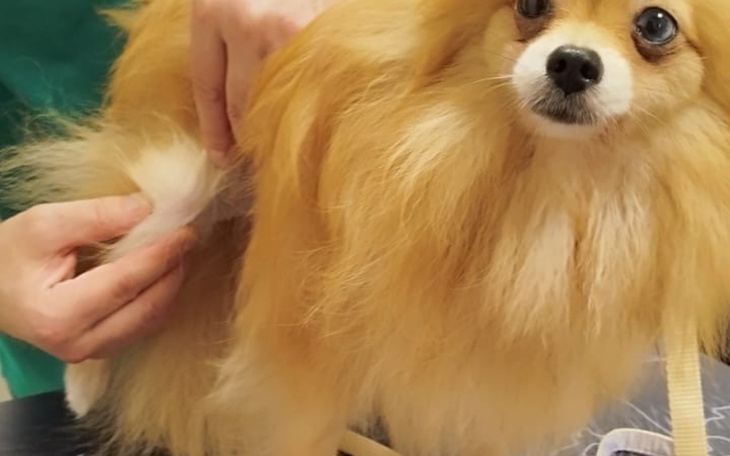 Pies w klinice weterynaryjnej, podczas badania.