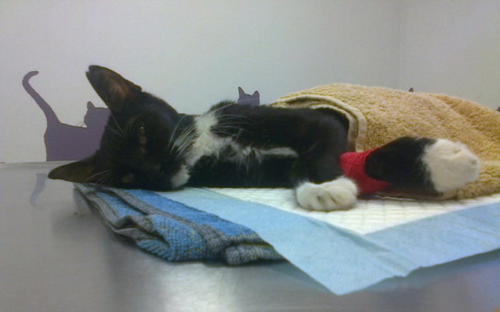 Zbiórka Leczenie Lady - zdjęcie główne