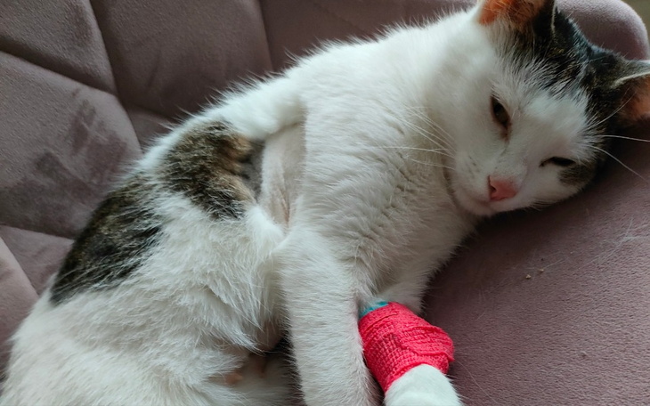 Zbiórka Leczenie Karloska - zdjęcie główne