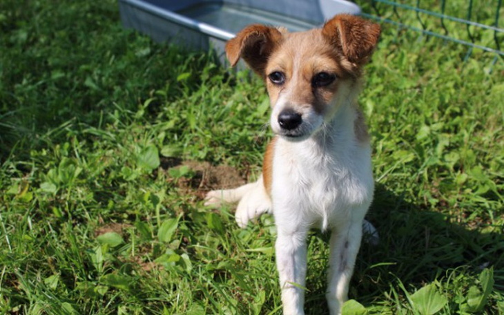 Zbiórka Niezborność ruchowa i padaczka.. - zdjęcie główne