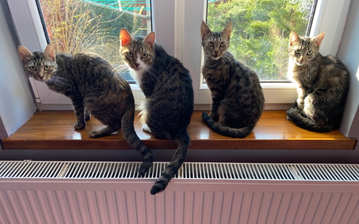 Zbiórka Utrzymanie kocich przyjaciół - zdjęcie główne