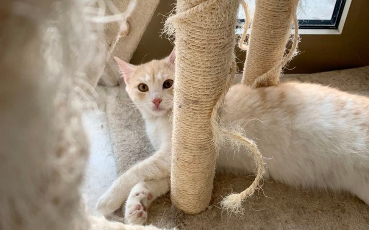 Zbiórka Kocie marzenie- drapaki - zdjęcie główne