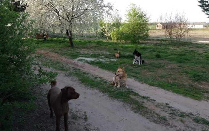 Zbiórka psiakom - zdjęcie główne