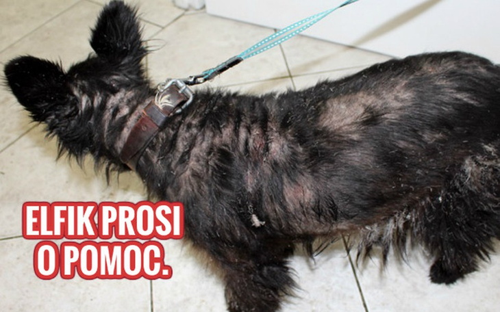 Zbiórka Pomoc dla Elfika. - zdjęcie główne