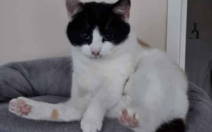 Zbiórka Niunia w drodze po nowe życie - zdjęcie główne