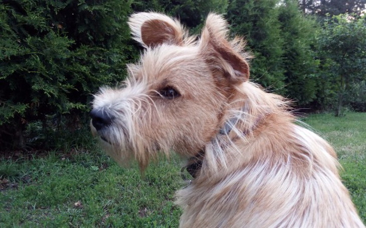 Zbiórka Fafik- zadłużony i nadal niczyj - zdjęcie główne