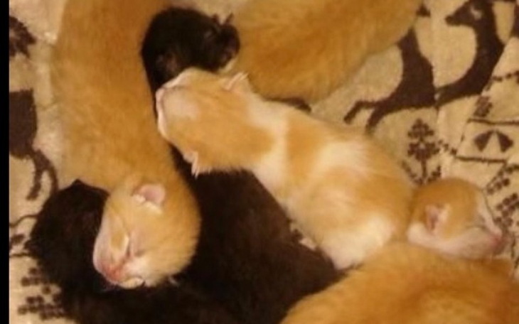 Zbiórka One chcą żyć. - zdjęcie główne