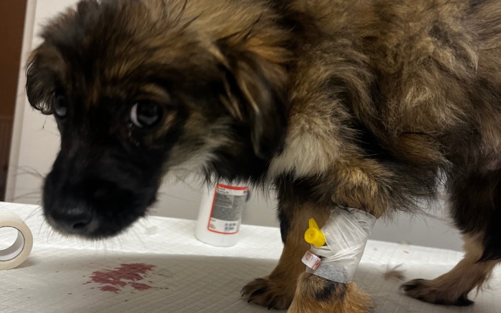 Pies z opatrunkiem na nodze, wygląda na zmartwionego.