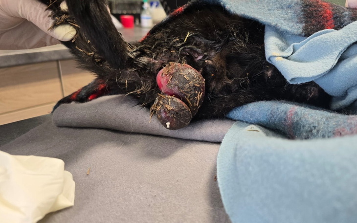 Weterynaryjna pomoc dla rannego kota, z bliska.