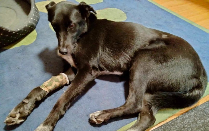 Zbiórka Walka z Leptospirozą Jackiego - zdjęcie główne