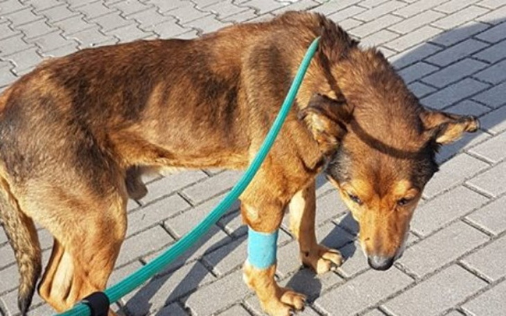 Zbiórka GOOWIN cudem uratowany - zdjęcie główne